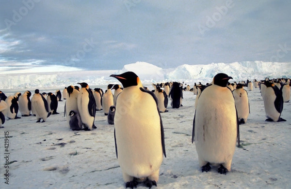 Obraz Banquise et Manchots Empereurs