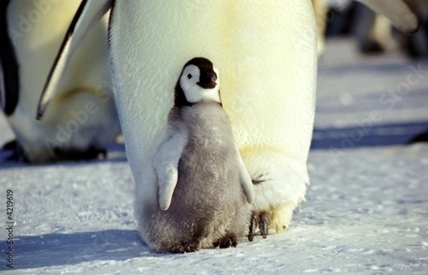 Obraz Cesarz Penguin Chick