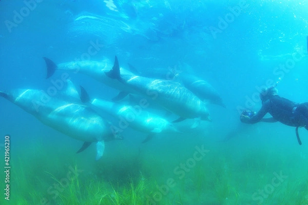 Obraz 日本海、能登島のイルカの家族