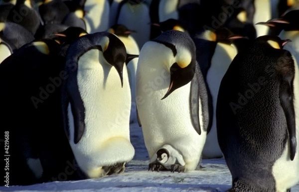 Obraz Mâles Empereurs avec leur poussin