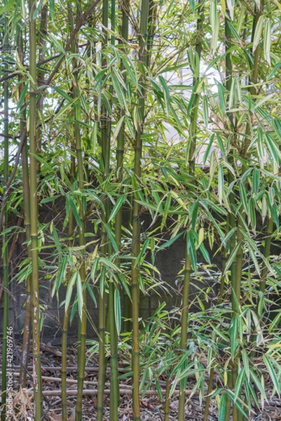 Obraz Green Bamboo Garden