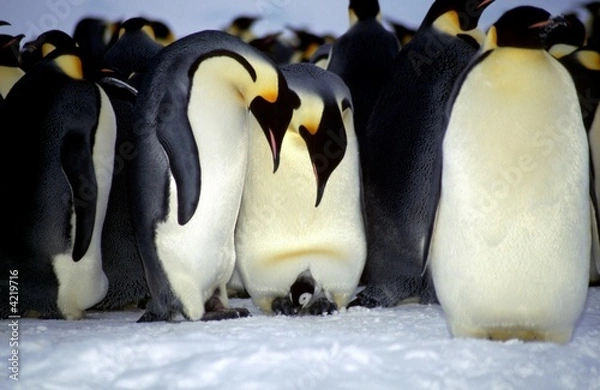 Obraz Couple d'empereurs avecpoussin