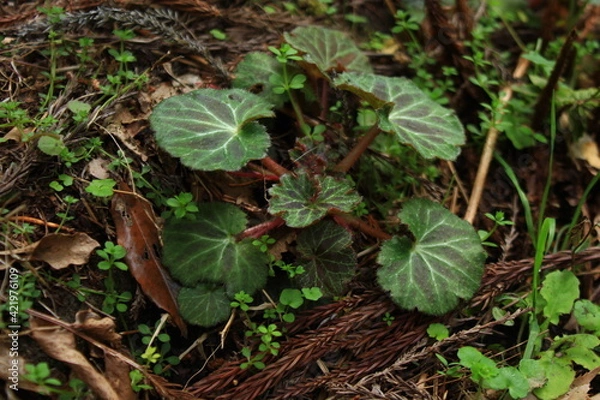 Obraz 山菜　ユキノシタの新葉