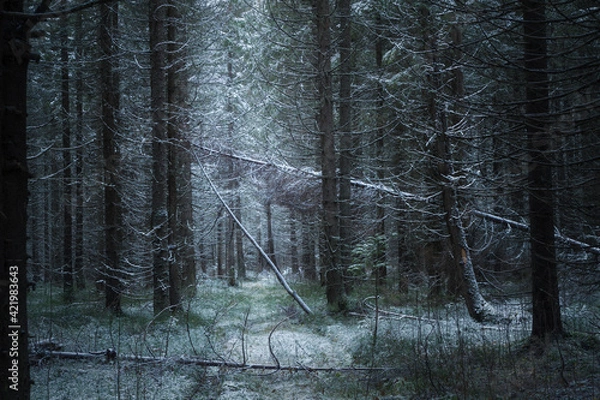 Fototapeta winter coniferous forest