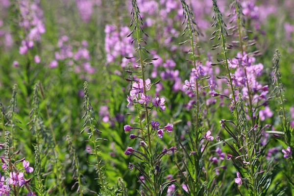 Fototapeta Green grass and trees in nature in summer