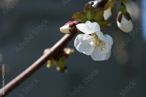 Obraz spring cherry blossom 