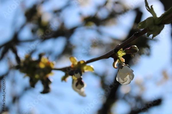 Obraz spring cherry blossom