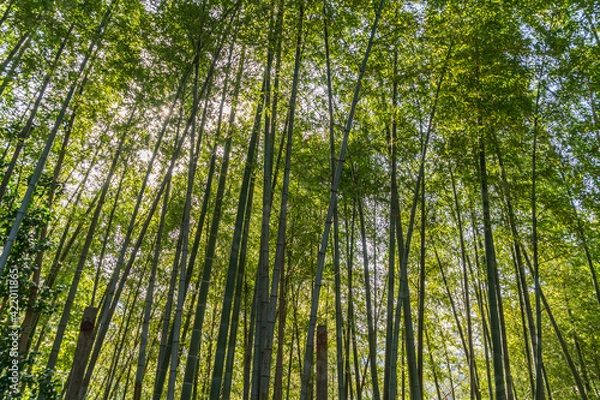 Obraz green bamboo forest