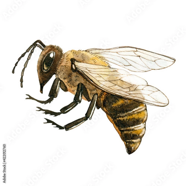 Fototapeta Honey bee close up watercolor illustration. Hand drawn fluffy striped meadow insect. Honey bee with wings and legs side view. Garden honey pollinator insect isolated on white background.