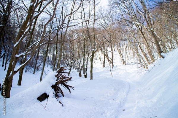 Obraz 冬の雪山５
