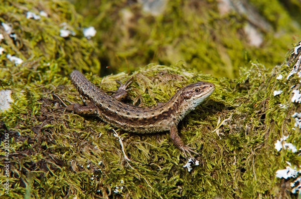 Obraz Common Lizard (Viviparous lizard)