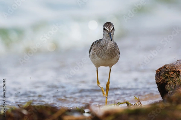 Fototapeta A shorebird walking across a sandy beach 
