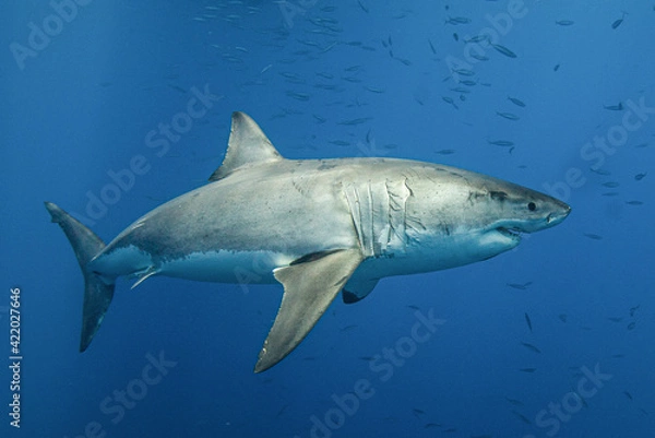 Fototapeta Great white shark