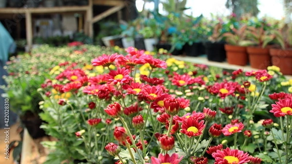 Fototapeta Selective focus image. Colorful chrysanthemum flower bloom in the farm On a blurred background