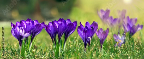 Fototapeta Crocus (plural: crocuses or croci) is a genus of flowering plants in the iris family. Flowers close-up on a blurred natural background. The first spring flower in the home garden