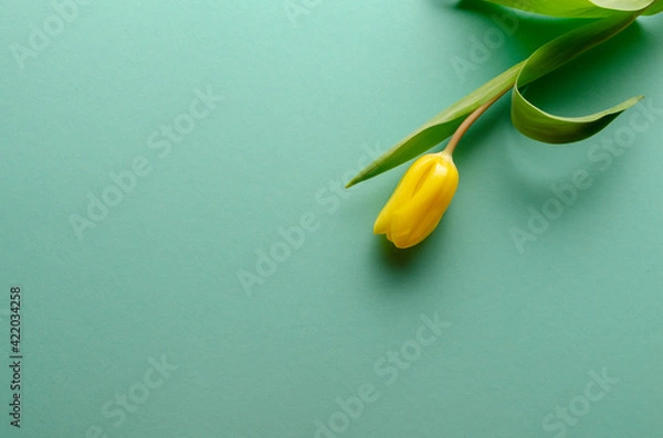 Fototapeta Background with yellow tulips on turquoise background. Place for text.
