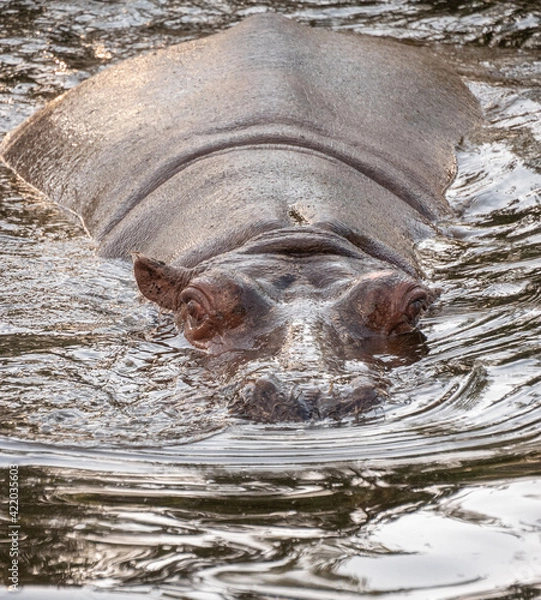 Obraz hidding hippo 