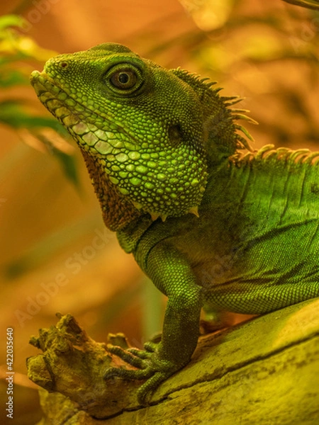 Obraz green lizard