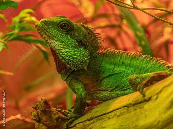 Obraz green lizard 