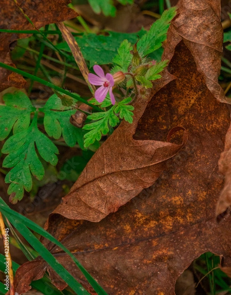 Obraz purple flower at autumn