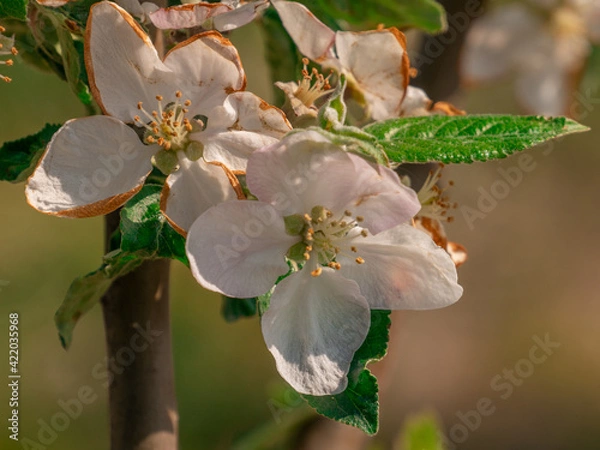 Obraz apple tree flower