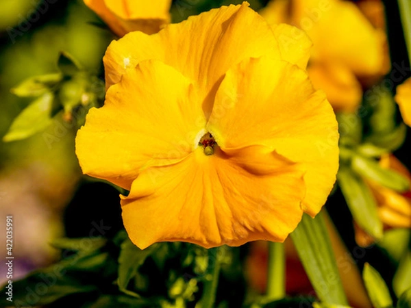 Obraz yellow flower 