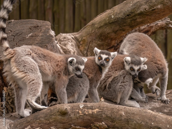 Obraz lemurs gang