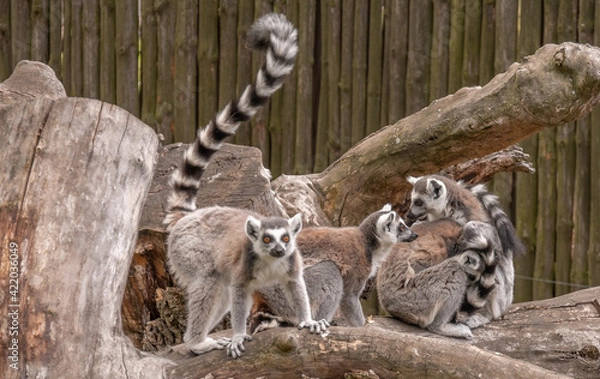 Obraz lemurs gang