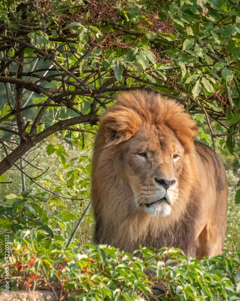 Obraz lion, king of jungle