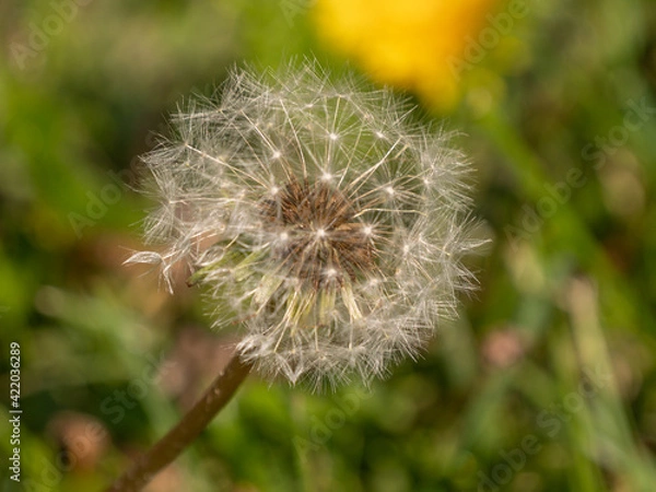 Obraz summer dandelion 