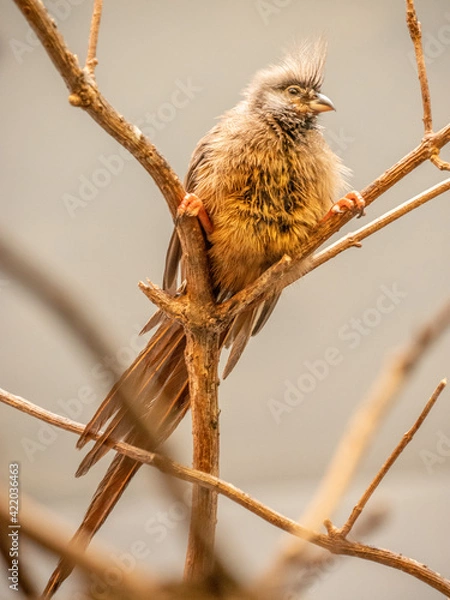 Obraz fluffy bird at tree