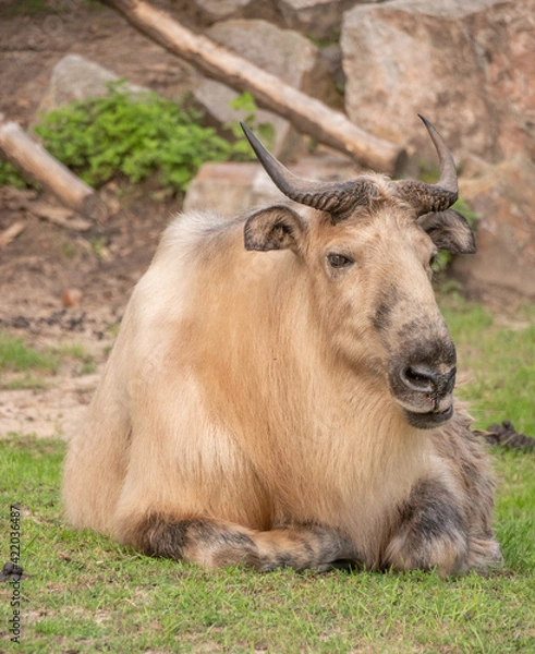 Obraz Sichuan takin's relaxing