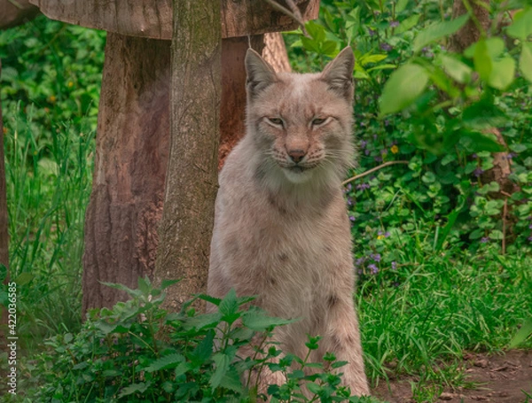 Obraz lynx and wild nature