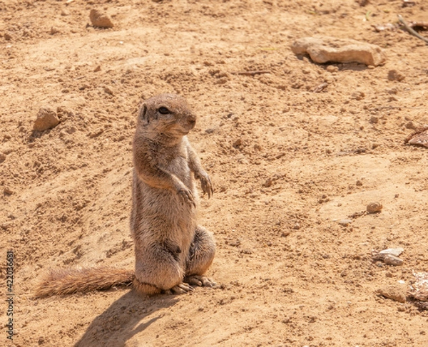 Obraz watching meerkat