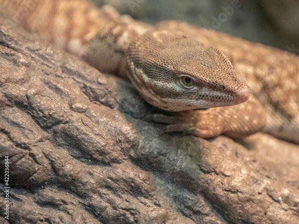 Obraz lizard trying to hide