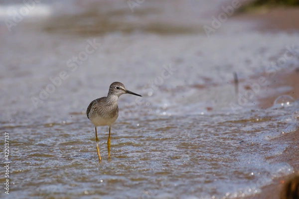 Fototapeta A long-beaked shorebird strolling through shallow surf 