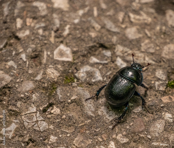 Obraz Żuk na spacerze