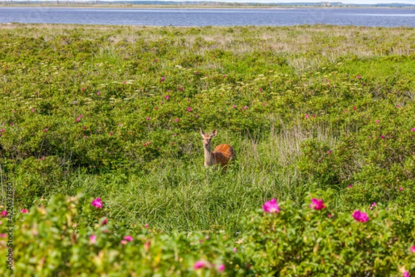 Fototapeta 野付半島のハマナスのなかのエゾシカ