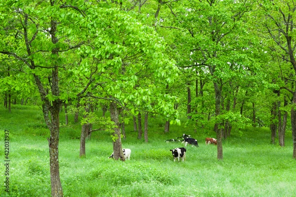 Fototapeta 北海道鶴居村の森の牧場