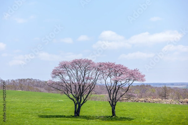 Fototapeta 北海道の牧草地の桜