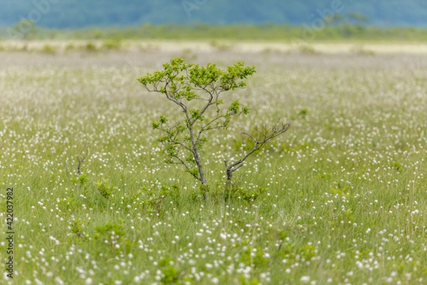 Fototapeta 霧多布湿原のワタスゲ