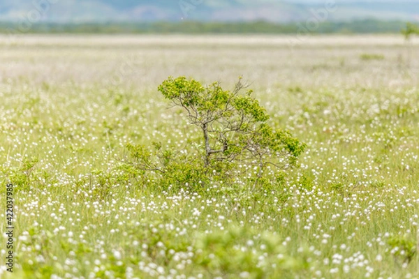 Fototapeta 霧多布湿原のワタスゲ