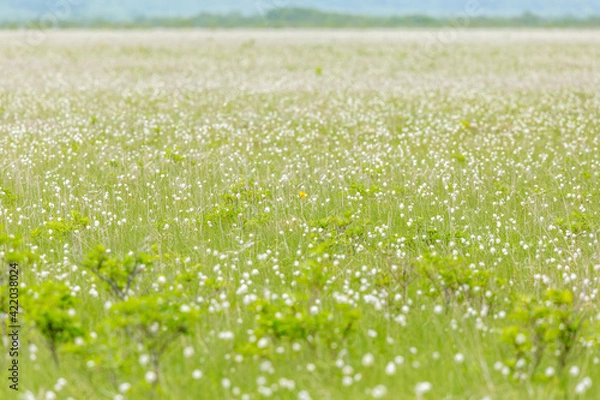 Fototapeta 霧多布湿原のワタスゲ