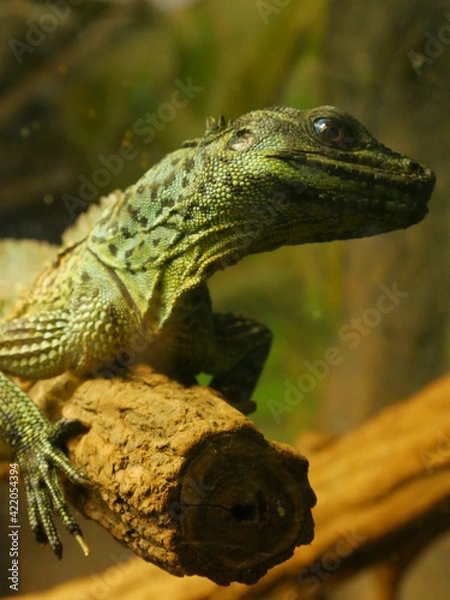 Obraz interested lizard