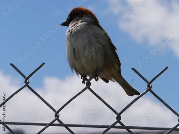 Obraz bird on the trellis