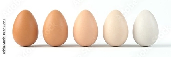 Fototapeta sorted five shades of egg. different colors of egg sorted in a row. 3d illustration, suitable for food, egg and farm themes.