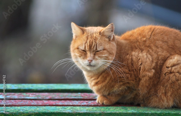 Obraz Ginger cat sleeping on a bench 