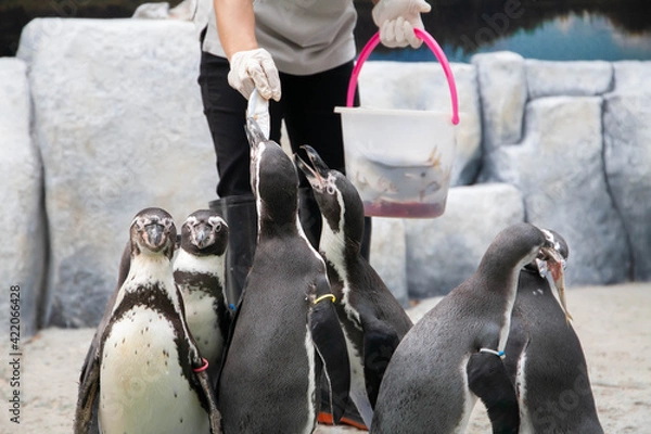 Obraz Feeding penguin with fish in the zoo. Closeup of hand wearing gloves give fish to penguins. Selective focus