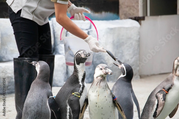 Obraz Feeding penguin with fish in the zoo. Closeup of hand wearing gloves give fish to penguins. Selective focus