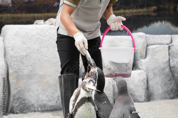 Obraz Feeding penguin with fish in the zoo. Closeup of hand wearing gloves give fish to penguins. Selective focus